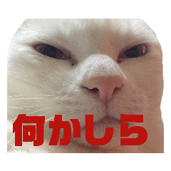 [LINEスタンプ] 黒猫さんと白猫さん【実写】