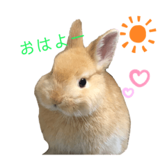 [LINEスタンプ] 毎日使える！うさぎのチコ＆ジョルノ