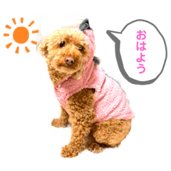 [LINEスタンプ] トイ・プードルのりり2