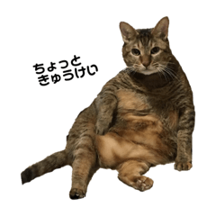 [LINEスタンプ] 猫ちゃんたちとの生活