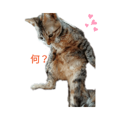 [LINEスタンプ] 麦茶ん。スタンプ