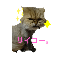 [LINEスタンプ] ライオンカットのチンチラゴールデン