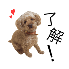 [LINEスタンプ] 我が家のアイドルくうちゃんだよ