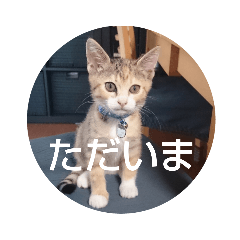 [LINEスタンプ] 猫「なな」