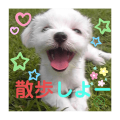 [LINEスタンプ] ぺいい