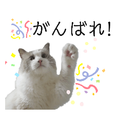 [LINEスタンプ] 俺はラグドール。猫のセイジくんスタンプ