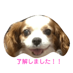 [LINEスタンプ] キャバリア モモ