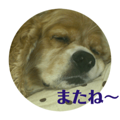 [LINEスタンプ] アメリカンコッカーの           ごん様