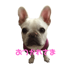 [LINEスタンプ] フレブルふうちゃん