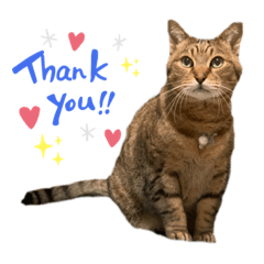 [LINEスタンプ] 鈴木家の猫たち