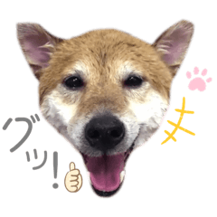 [LINEスタンプ] 犬と猫と犬と。