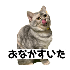 [LINEスタンプ] マンチカンの足長ルナ