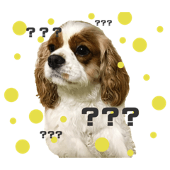 [LINEスタンプ] キャバリアのノア子。