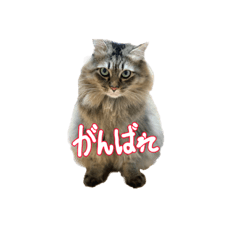 [LINEスタンプ] とりあえずの8個です