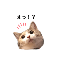[LINEスタンプ] 猫のココアとラテ