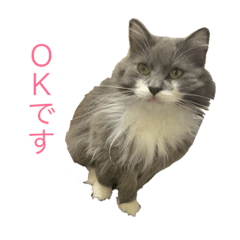 [LINEスタンプ] 猫のバロン