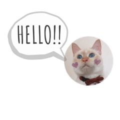 [LINEスタンプ] 笹かま猫のひなた