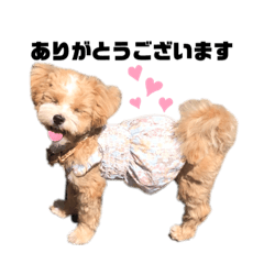 [LINEスタンプ] マルプーのシェノンくん❤︎❤︎