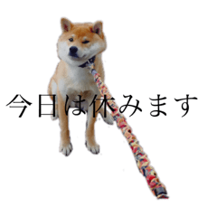 [LINEスタンプ] 柴犬 えっちゃん