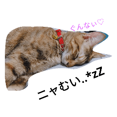 [LINEスタンプ] コタ仔の日常