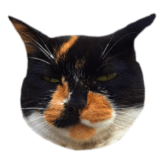 [LINEスタンプ] 猫のあいつ