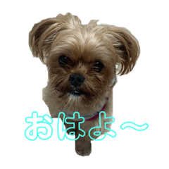 [LINEスタンプ] ☆pino☆