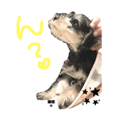 [LINEスタンプ] 波琉だよー♡