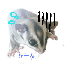 [LINEスタンプ] うちのモモンガ