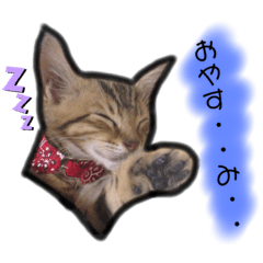 [LINEスタンプ] 我が家のニャン子達。