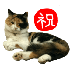 [LINEスタンプ] 祝・卒猫スタンプ