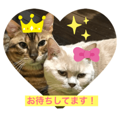 [LINEスタンプ] ウチのニャンコ  2