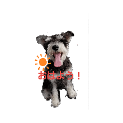 [LINEスタンプ] ミニチュアシュナウザーの一言