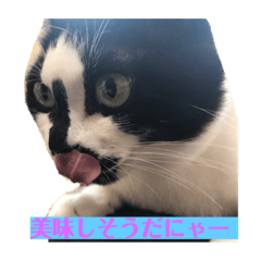 [LINEスタンプ] スカイのスタンプだにゃー