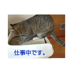 [LINEスタンプ] みーたんファミリー  5