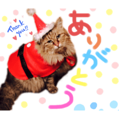 [LINEスタンプ] 猫のみかん＆もも
