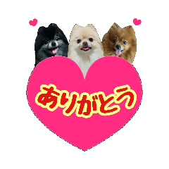 [LINEスタンプ] ポメラニアン★輿＆琴＆寅
