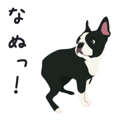 [LINEスタンプ] 楽しいボストンテリア