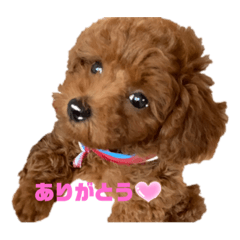 [LINEスタンプ] プードルのボブ