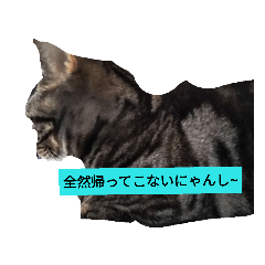 [LINEスタンプ] にゃんしースタンプ