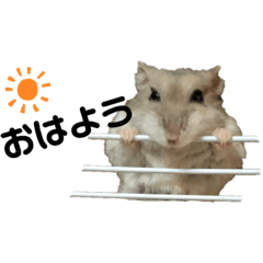 [LINEスタンプ] 普段使いできる♡ハムハムスタンプ