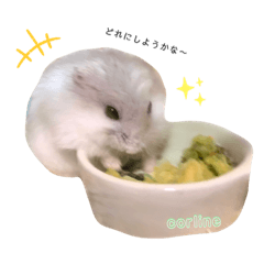 [LINEスタンプ] ジャンガリアンのモグ君＆コロリーヌちゃん
