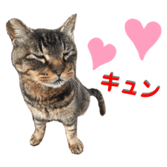 [LINEスタンプ] トラとニャンズ②