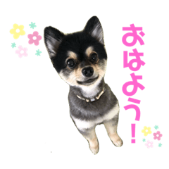 [LINEスタンプ] こまち ポメ(ブラックタン)スタンプ