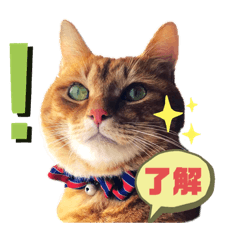 [LINEスタンプ] わっ君のちょっと使える日常会話