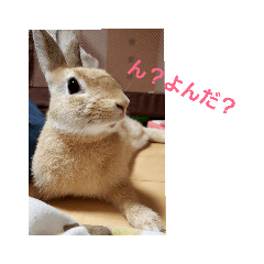 [LINEスタンプ] うさぎといぬ1