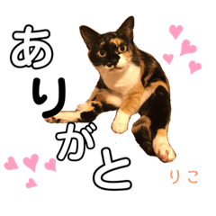 [LINEスタンプ] にゃんちゃんず。