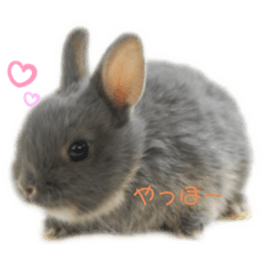 [LINEスタンプ] コハクの一日