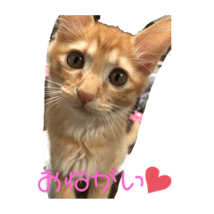 [LINEスタンプ] こ虎くん