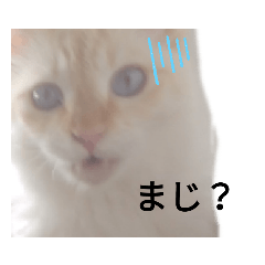[LINEスタンプ] 山本猫兄弟