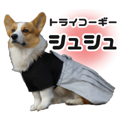 [LINEスタンプ] トライコーギー・シュシュ
